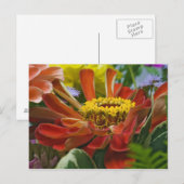 Chrysanthemum bloem briefkaart (Voorkant / Achterkant)