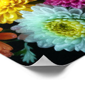 Chrysanthemum Bloem Kleurrijke Bloesem Decoratie (Hoek)