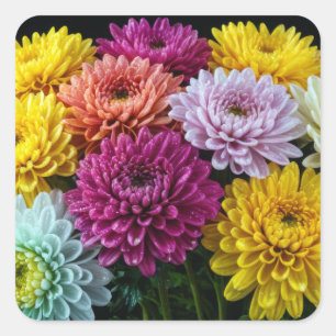 Chrysanthemum Bloem Kleurrijke Bloesem Decoratie Vierkante Sticker