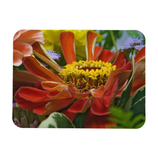 Chrysanthemum bloem magneet (Horizontaal)