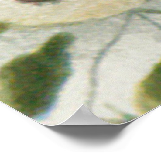 Chrysanthemum Bloem Mum Floral Poster (Hoek)