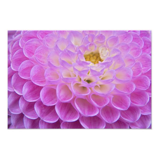 Chrysanthemum bloem versiert grafsite in foto afdruk (Voorkant)