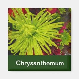 chrysanthemum bloemen magneet