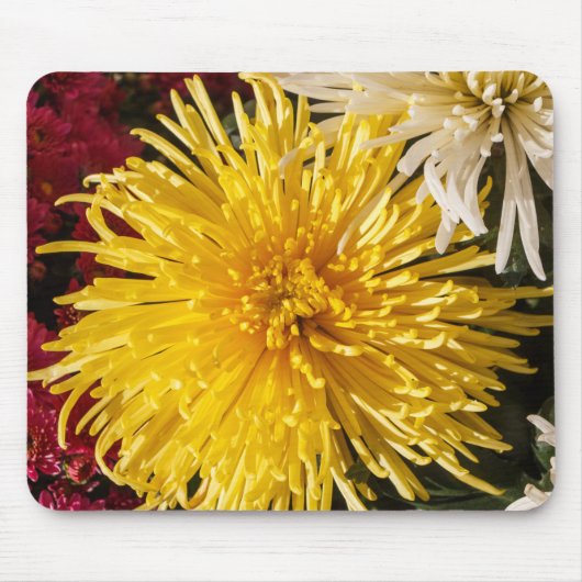 Chrysanthemum bloemen muismat (Voorkant)