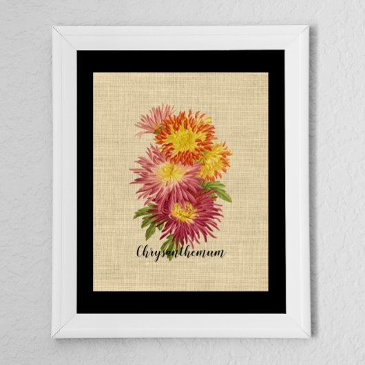  Chrysanthemum Botanisch Poster