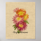  Chrysanthemum Botanisch Poster (Voorkant)