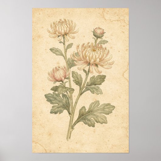 Chrysanthemum botanische print (Voorkant)