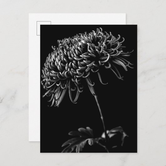 Chrysanthemum Briefkaart (Voorkant / Achterkant)