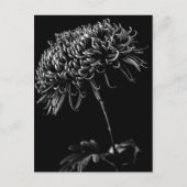 Chrysanthemum Briefkaart (Voorkant)