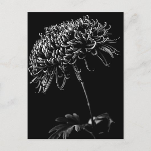Chrysanthemum Briefkaart (Voorkant)