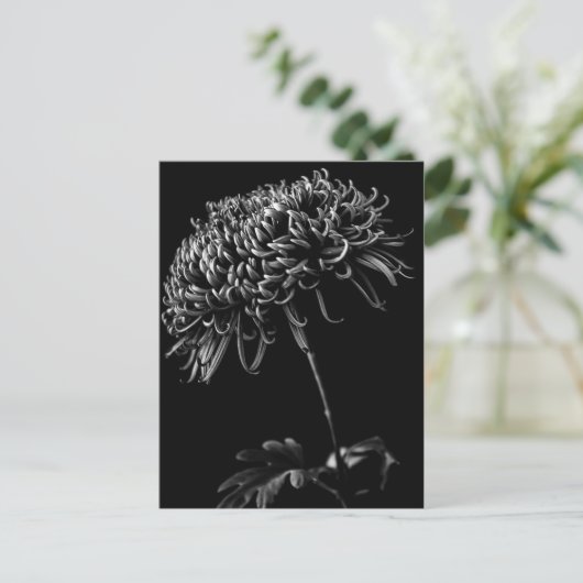 Chrysanthemum Briefkaart (Staand voorkant)