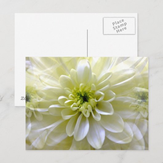 CHRYSANTHEMUM BRIEFKAART (Voorkant / Achterkant)