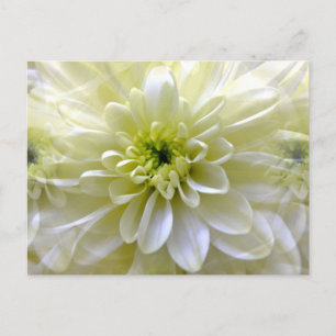 CHRYSANTHEMUM BRIEFKAART