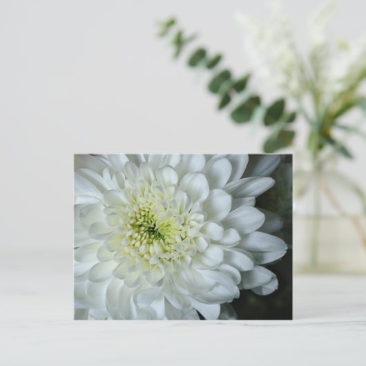 Chrysanthemum Briefkaart (Staand voorkant)