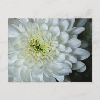 Chrysanthemum Briefkaart