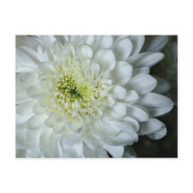 Chrysanthemum Briefkaart