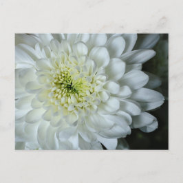Chrysanthemum Briefkaart
