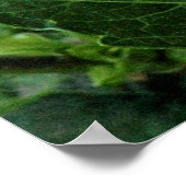 Chrysanthemum, Bute Park, Cardiff, Wales Poster (Hoek)