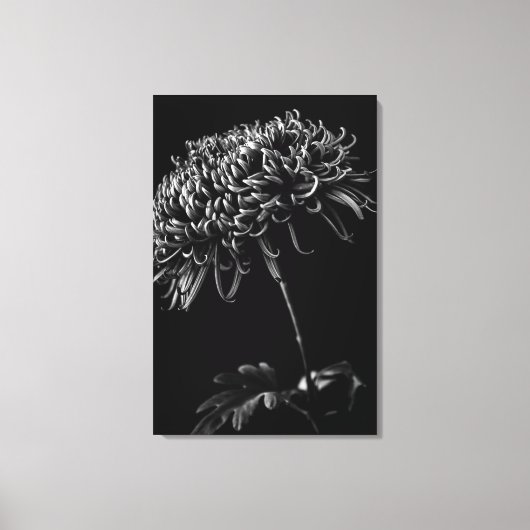 Chrysanthemum Canvas Afdruk (Voorkant)