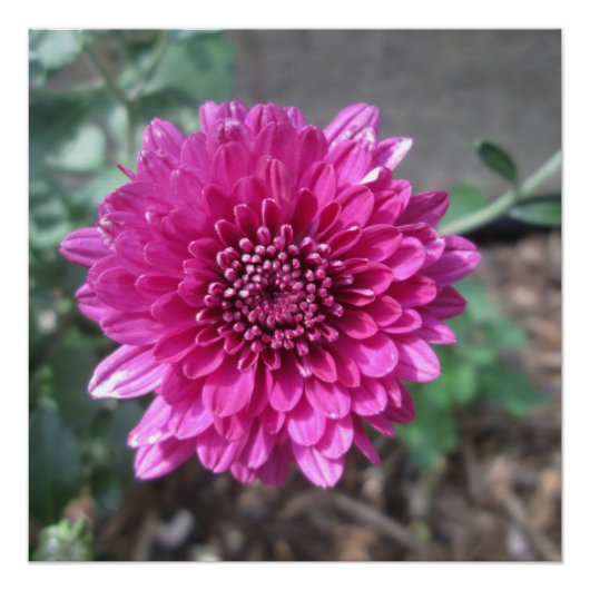 Chrysanthemum Dark Red Flower Poster (Voorkant)