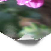 Chrysanthemum Dark Red Flower Poster (Hoek)