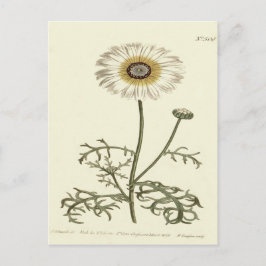 Chrysanthemum driekleurige gele illustratie briefkaart