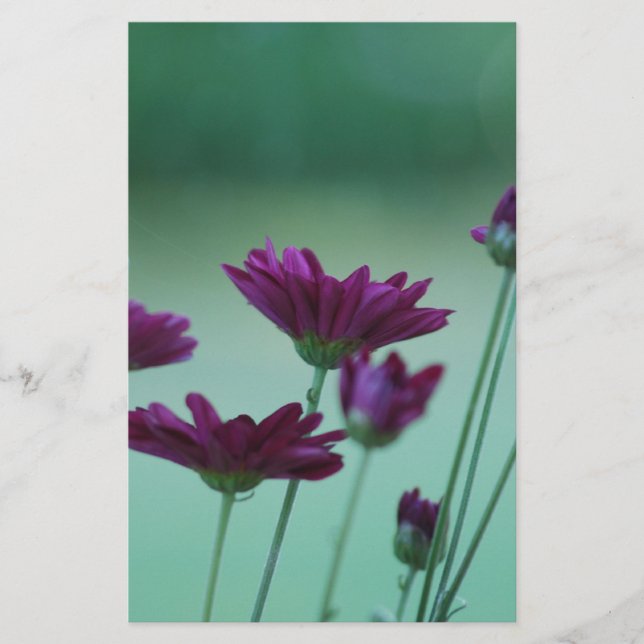 Chrysanthemum en betekenis (Voorkant)