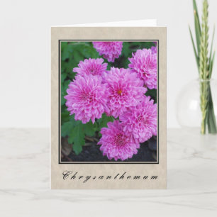 Chrysanthemum - Floral reeks Kaart