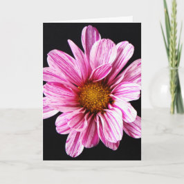 Chrysanthemum Flower gccna Kaart