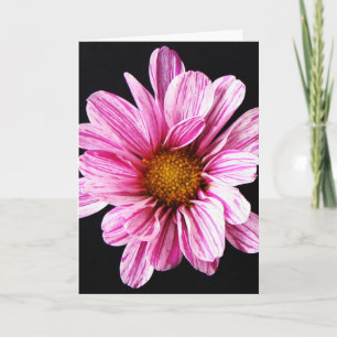 Chrysanthemum Flower gccna Kaart