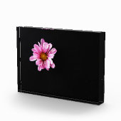 Chrysanthemum Flower pbcna Fotoblokken (Rechts)