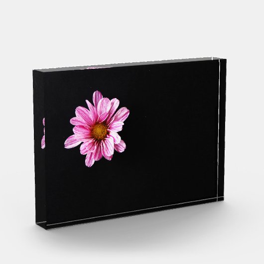 Chrysanthemum Flower pbcna Fotoblokken (Links)