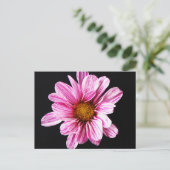 Chrysanthemum Flower pccna Briefkaart (Staand voorkant)