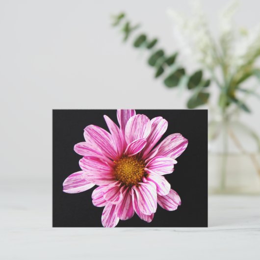 Chrysanthemum Flower pccna Briefkaart (Staand voorkant)