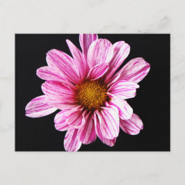 Chrysanthemum Flower pccna Briefkaart