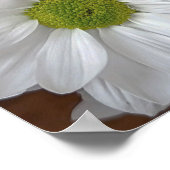 Chrysanthemum flower Poster (Hoek)