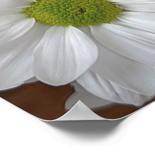 Chrysanthemum flower Poster (Hoek)