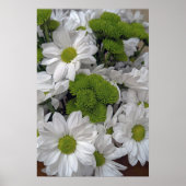 Chrysanthemum flower Poster (Voorkant)