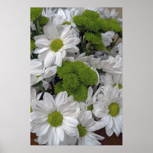 Chrysanthemum flower Poster