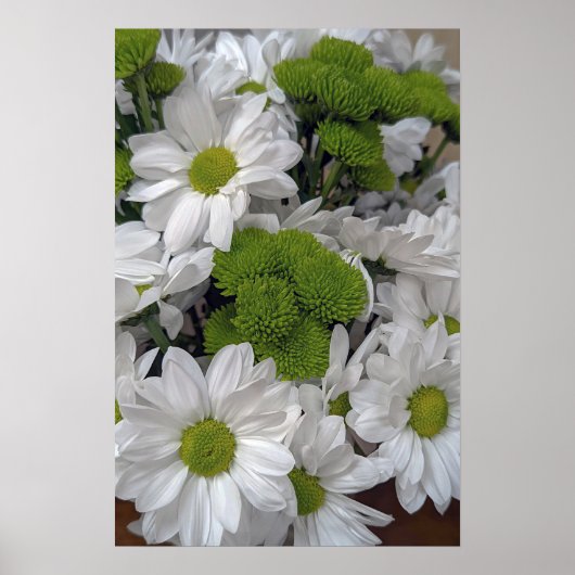 Chrysanthemum flower Poster (Voorkant)