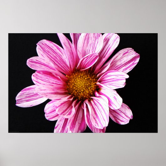 Chrysanthemum Flower wapcnm Poster (Voorkant)