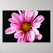 Chrysanthemum Flower wapn. Poster (Voorkant)