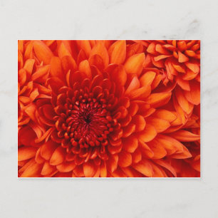 Chrysanthemum Flowers Briefkaart
