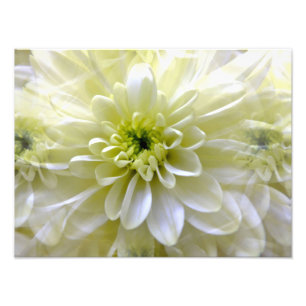 CHRYSANTHEMUM FOTO AFDRUK