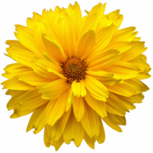 Chrysanthemum Fotobeeldje Magneet