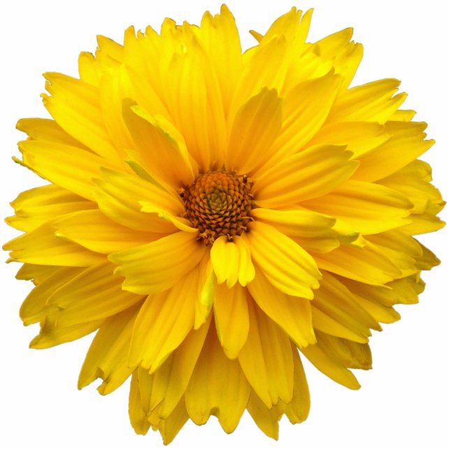 Chrysanthemum Fotobeeldje Magneet (Voorkant)