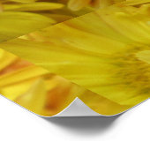 Chrysanthemum Group Plant Geel Poster (Hoek)