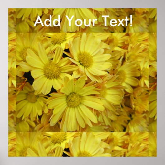 Chrysanthemum Group Plant Geel Poster (Voorkant)