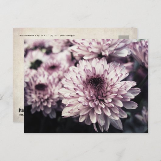 Chrysanthemum I Briefkaart (Voorkant / Achterkant)