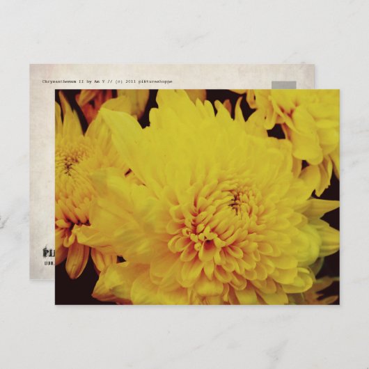 Chrysanthemum II Briefkaart (Voorkant / Achterkant)